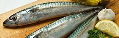 4 ekor ikan, boleh pakai ikan apa saja. Ikan Tenggiri Berapa Kalorinya Ikan Kembung