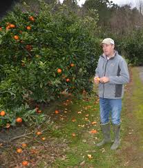 Maybe you would like to learn more about one of these? Citrus Trees Should Survive Recent Freezes Experts Say