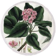 Image result for Dombeya acutangula