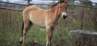 Sign up to receive our rundown of the day's top stories direct to your inbox. Chernobyl How Is It Affecting The Animals Thegist