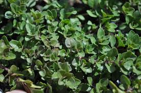 Thyme Lemon Creeping Landscape Herb This Vigorous Green Leaved Creeper Has A Vibrant Aroma Perfect For Walkways Or Co Light Pink Flowers Herbs Pink Flowers