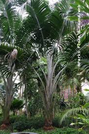 Image result for Platostoma sp. no. 2