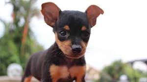 Maybe you would like to learn more about one of these? Miniature Pinscher Price Temperament Life Span