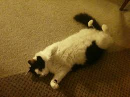 Pin On Animated Cat Gifs