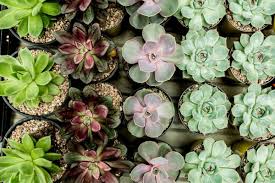 If you are ready to create your own terrarium or succulent garden, then here are your different options for choosing the succulent which will best fit you and your decorative needs Rosette Succulents Different Types How To Grow And Care Florgeous