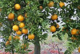 Banana trees are actually a giant herbaceous plant (an herb), but for simplicities sake, i will refer to them as trees. Pin On Crop Insurance