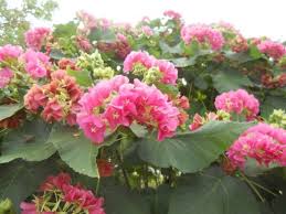 Image result for Dombeya