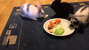 Was Durfen Kaninchen Essen Und Was Nicht Youtube