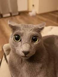 Hi What Does Reddit Think Of My Cat I Personally Think That He S Very Cute Cats