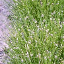 How To Plant Dwarf Hair Grass – Petnanny Store