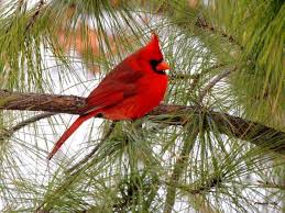 Birds That Look Like Cardinals Red Cardinal In Pine Tree Fine Art Photography Wildlife Photography Home Decor Restaurant Decor Bird Photography Wildlife Photography Nature Photography