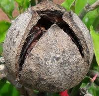 Image result for Khaya anthotheca