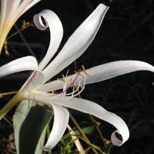 Image result for Crinum crassicaule
