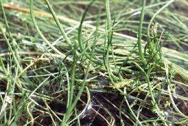 Image result for Juncaginaceae