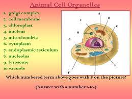 But few organelles are unique to the plant cell as well as the animal cell. Cell Organelles Ppt Video Online Download