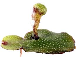 Image result for Sphaerocyperus