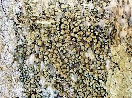 Image result for Erythrococca polyandra