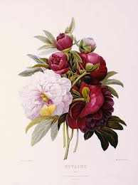 Inspiration Vintage Botanical Illustrations Botanical Illustration Vintage Flower Drawing Flower Illustration