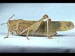 24/7 wildlife control attic restoration. Pin By Connie Pepper Winn On Bugs Clackamas County Oregon Insects Bug Collection Locust