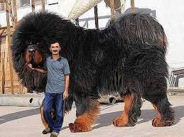 top 10 biggest guard dogs in the world 2015 grosse hunde riesige hunde hunde