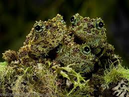 Found In Tropical Forests Of Vietnam These Frogs Use Their Green Mossy Like Coat To Blend In With Rocks Frog Amazing Frog Amphibians
