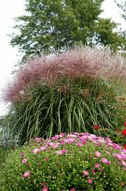 Image result for Miscanthus violaceus