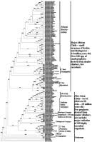 Image result for Ceropegia namuliensis