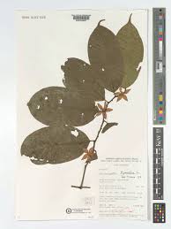 Image result for Heisteria