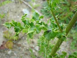 Image result for Cirsium