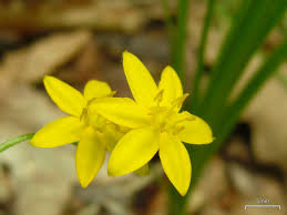 Image result for Hypoxis nyasica