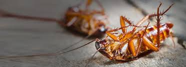 Call us immediately as we are maxicare a proactive and quality conscious iso 9001:2000 certified pest control company based in abu dhabi, with branch offices in dubai, sharjah, mussafah and al ain. Pest Control Services In Abu Dhabi Best Cleaning Company