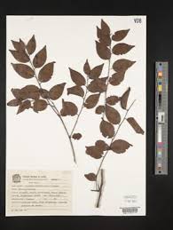 Image result for Casearia battiscombei