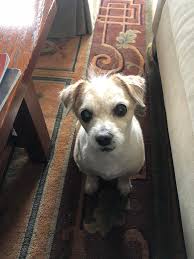 Adding apple wood smoked bacon to a turkey sammich