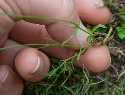 Image result for Wahlenbergia huttonii