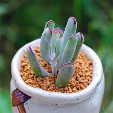 Check spelling or type a new query. Cotyledon Orbiculata Cv Esucculent