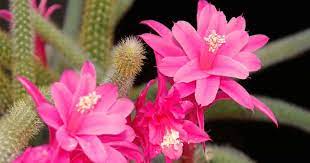 Cactus fertilizer differs from other set your golden barrel cactus outside, or in a window that receives full sun. Rat Tail Cactus How To Grow Care For Aporocactus Flagelliformis