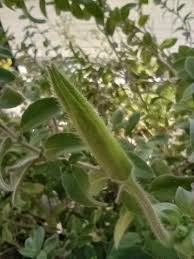 Image result for Vepris drummondii