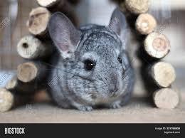 Explore 24 listings for pet chinchillas for sale at best prices. Cute Chinchilla Pet Image Photo Free Trial Bigstock