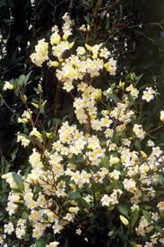 Image result for Cladostemon kirkii