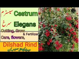 Image result for Cestrum elegans