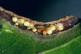 Image result for mite bites on humans