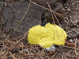 I need something that will not harm the. Mushrooms In Your Garden Are Natural Can Be Good Garden Mentors