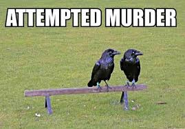 This Is Hilarious I Mean Technically They Re Ravens And A Group Of Ravens Is Called A Congress Unkindness But The Essence Of T Funny Puns Humor Haha Funny