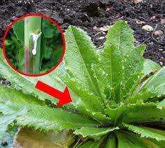 Wild Lettuce The Powerful Natural Painkiller That Grows In Your Backyard