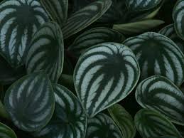 The peperomia plant is a smart choice for beginner houseplant enthusiasts. How To Propagate A Watermelon Peperomia Fiddle Thorn