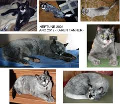 Feline Depigmentation Conditions Vitiligo Leukoderma Leukotrichia Cat Colors Beautiful Cats Cats