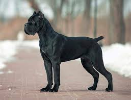 See more ideas about cane corso, cane corso dog, corso dog. What Are And How Much Are Cane Corso Puppies Wag The Dog Uk