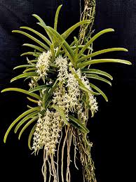 Image result for Cyrtorchis praetermissa