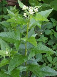 Image result for Aeollanthus suaveolens