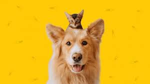 This will then go to our vet for approval before being shipped to you. Where To Fill Pet Prescriptions